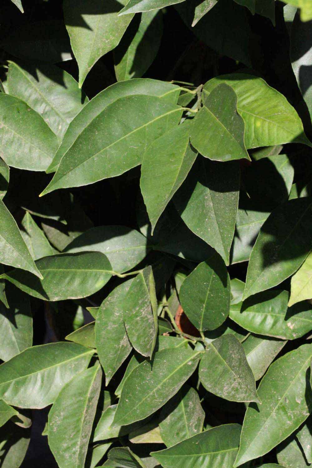              Sun leaves (Riverside, CA)       